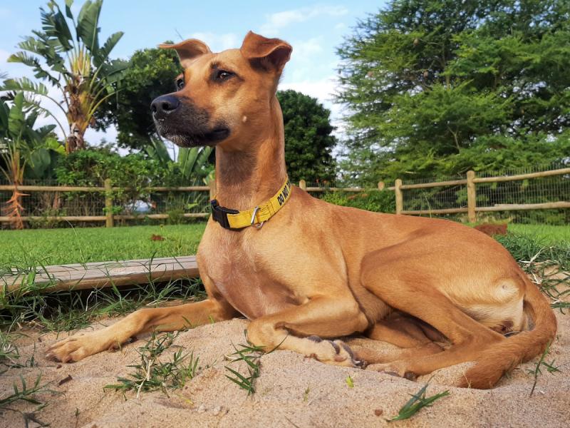 Dog playing in the sand during a 24/7 sitting
