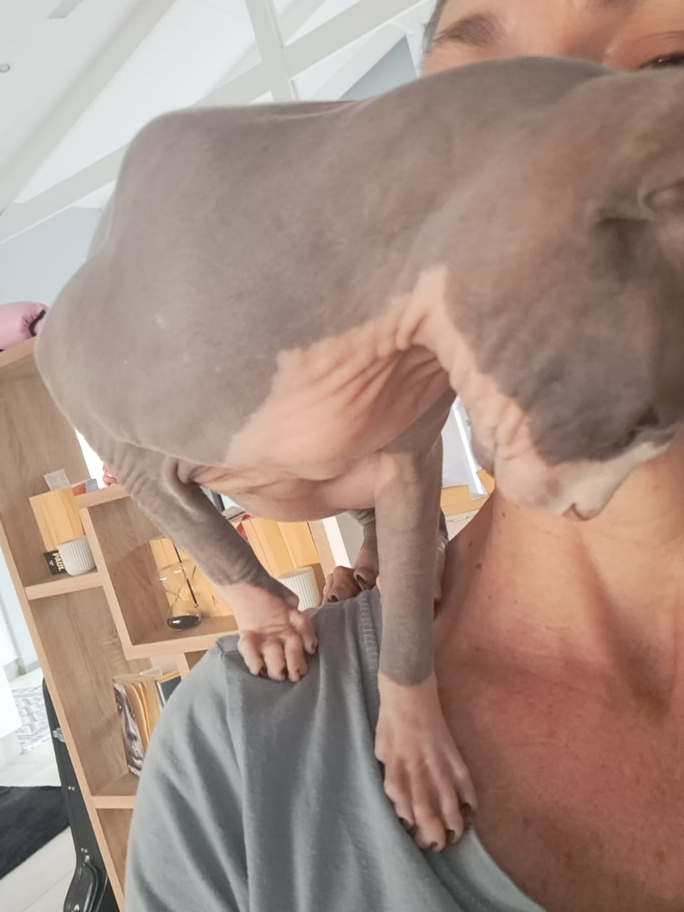 Tash, Pet Sitter at Poochy Pets