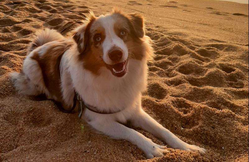 Dog on a beach for a dog walking service
