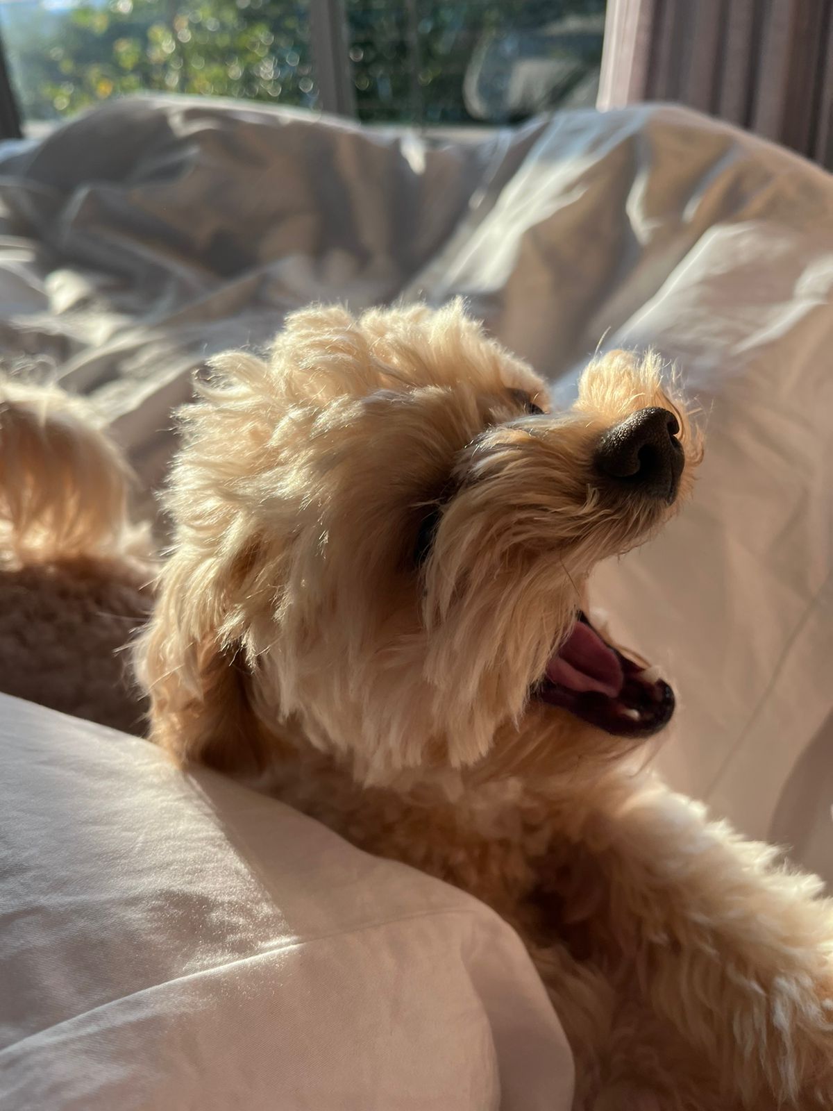 Dog resting on a couch for overnight sitting