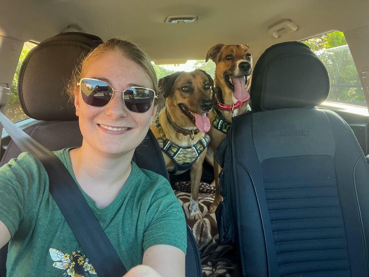 Happy dogs in a car for pet transport