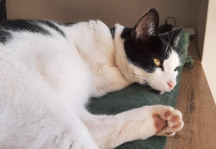 Content cat receiving a daily visit